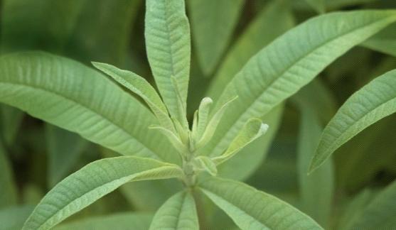 Lemon Verbena Rich soil Well-drained Don t want roots to