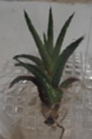 Figure. 2. Agave victoriae-reginae plants after nine weeks grown on temporary immersion system. Up to our knowledge, there are a few reports about the in vitro regeneration of A. victoriaereginae.