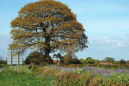 In 1998 there were an estimated 1.8 million hedgerow trees in Great Britain, 98% of which were found in England and Wales.