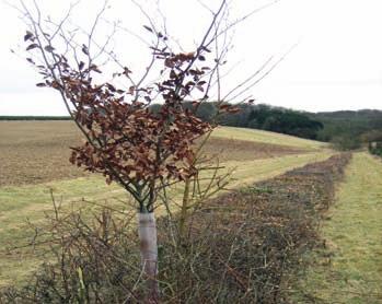 Young tree in hedgerow with shelter. Natural England/ Emily Ledder Q 9. When should I plant hedge trees?