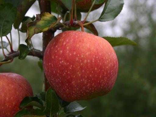 Pomology Apple growing is a