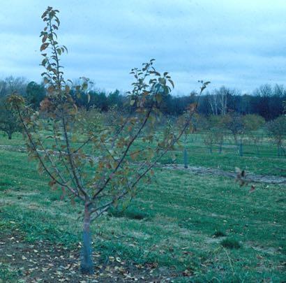 Young Apple Trees Almost no pruning is required Maintain dominance of central trunk Remove