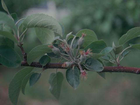 Apple Fruitlet Removal Thinning of young fruit is necessary