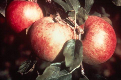 Apples require cross pollination Each tree should be within 50 feet of a pollinizer Crab apples can pollinate apples Bloom times must