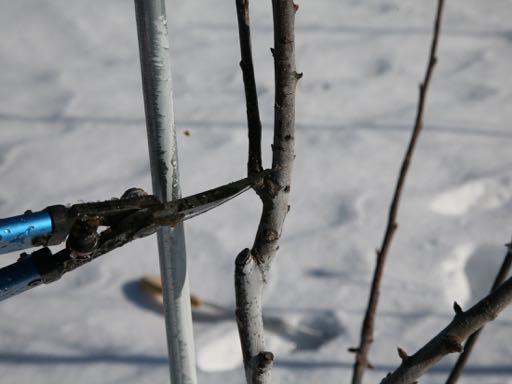 fruit quality Seven Simple Rules for Apple Pruning Optimal timing: