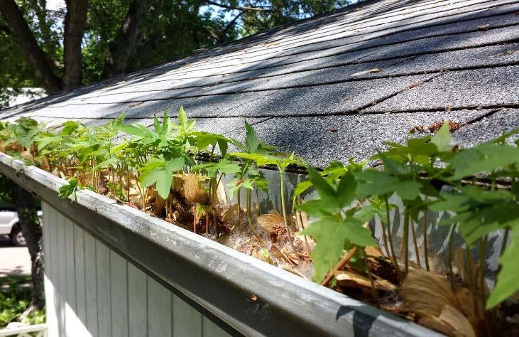 Clean and remove leaves from gutters.