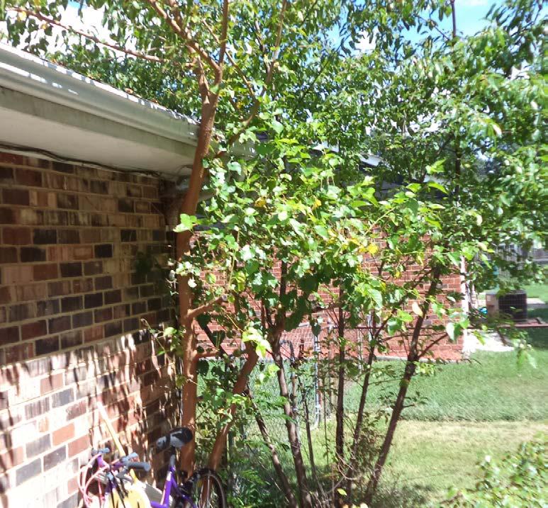 Routine Maintenance Trim trees and remove dead branches If you see signs of large dead branches or detached branches, or cavities with rotten wood call a professional tree service