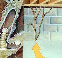 Routine Maintenance Protect your home from termites Inspect