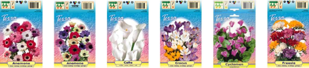 TERRA flowerbulbs in retailpacking Flowerbulbs / miscellanous Anemone De Caen single fl.