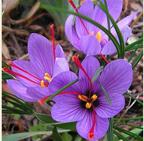 Crocus Sativus - Saffron Crocus Fat, Saffron Crocus Corms produce golden threads can be harvested for Spice in Cooking, They naturalize and make