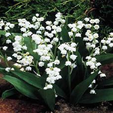 They are gorgeous and fragrant Lilies of the Valley. They make good ground cover, bloom in May, spread well and toxic to animals.