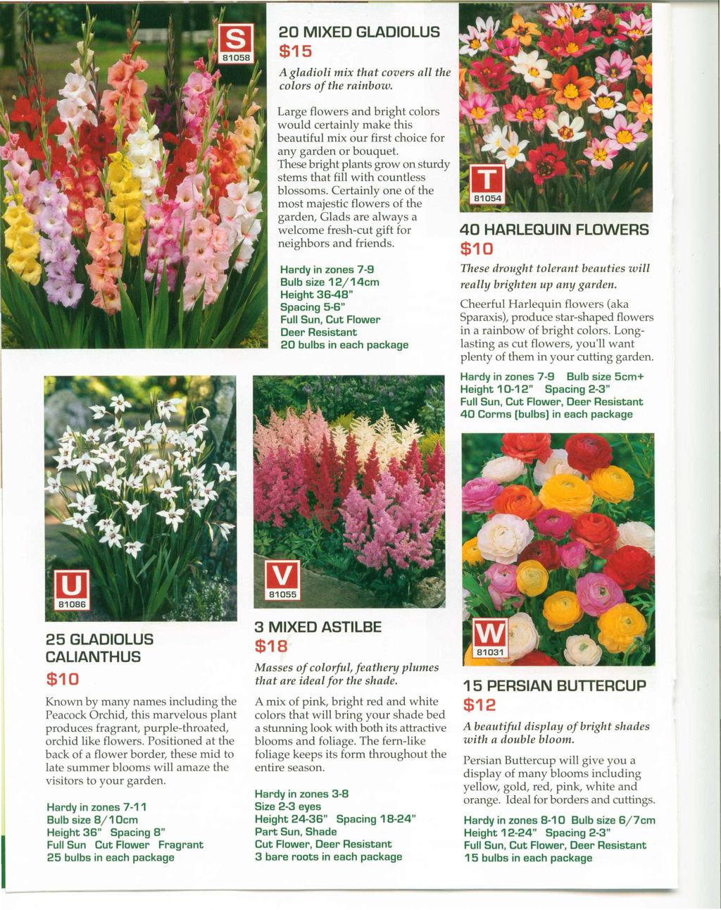 20 MIXED GLADIOLUS $15 A gladioli mix that covers all the colors of the rainbow. Large flowers and bright colors would certainly make this beautiful mix our first choice for any garden or bouquet.