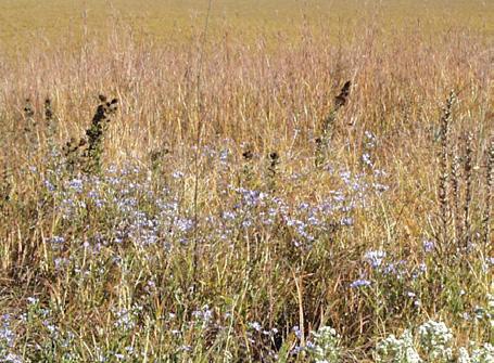 Native and drought tolerant prairie grasses are used for a