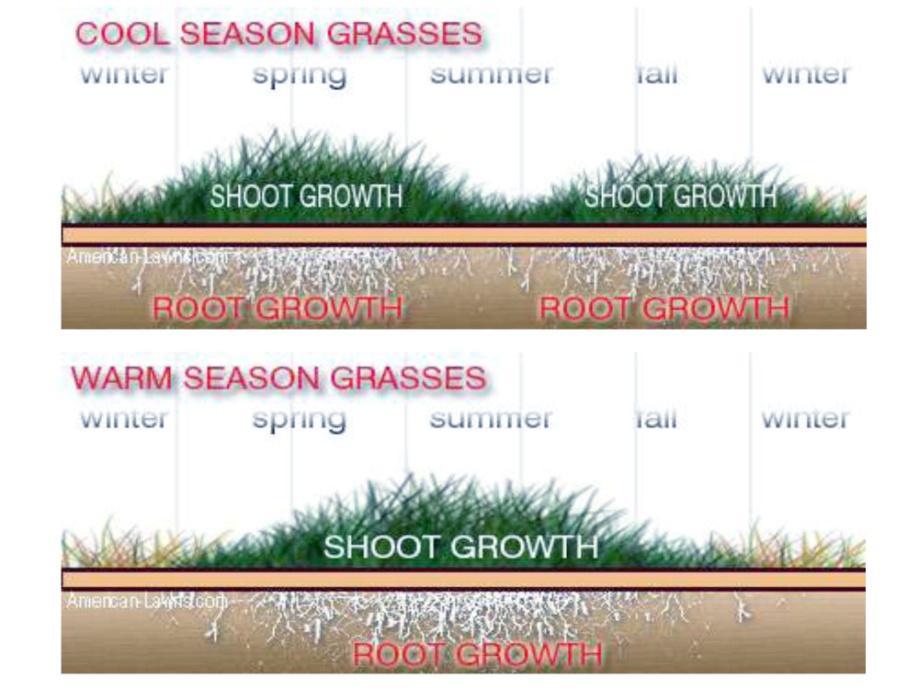 Warm and Cool Season Grasses Happy with Heat or Content with Cold Purpose: Demonstrate the differences between cool and warm season