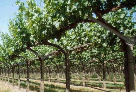 Geneva Double Curtain Cons Over-exposure of fruit a concern in hot climates Sunburn Not