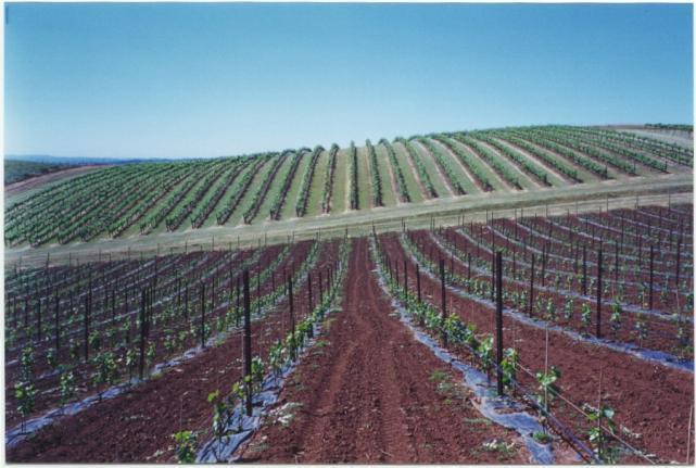 When to Plant Soil Condition Inspect Vines