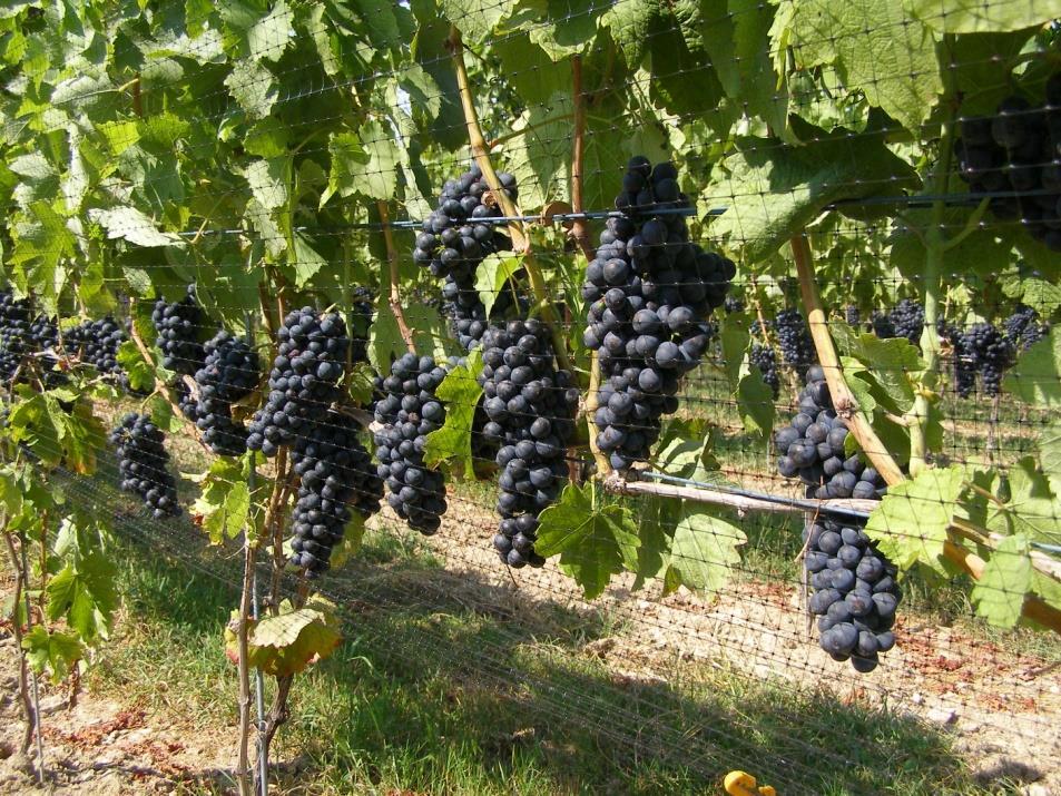 Key Viticulture Goals Balanced vine