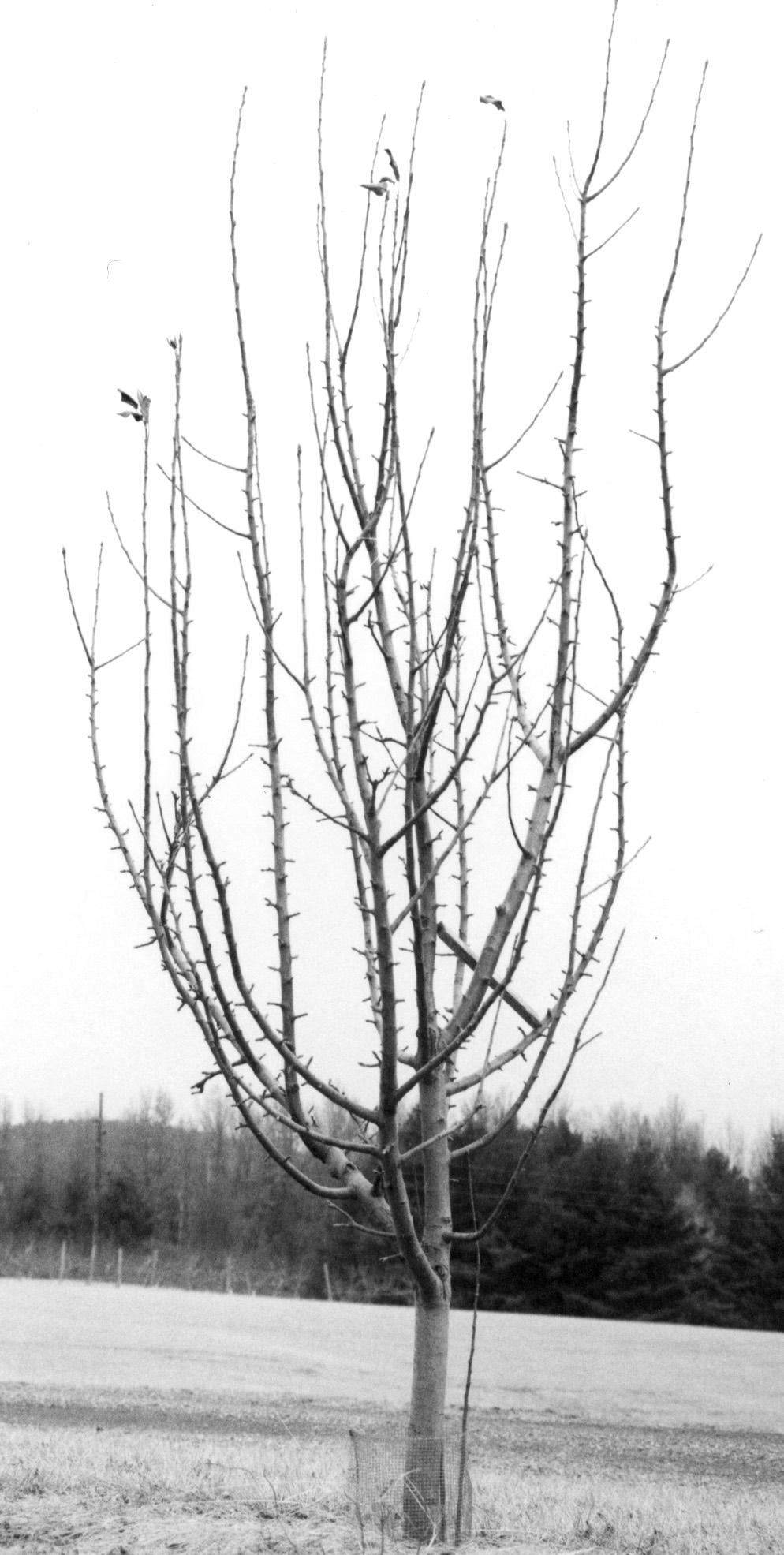 Before dormant-season pruning, spread the scaffold branches; this may require spreaders 3 to 4 feet long.