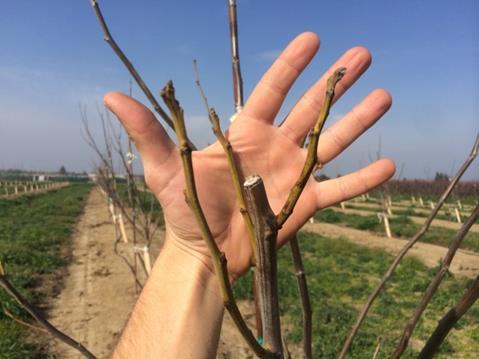 This method of high or no heading tall trees at planting, which produces primary scaffolds during the first leaf growing season looks promising, allowing earlier tree development and earlier
