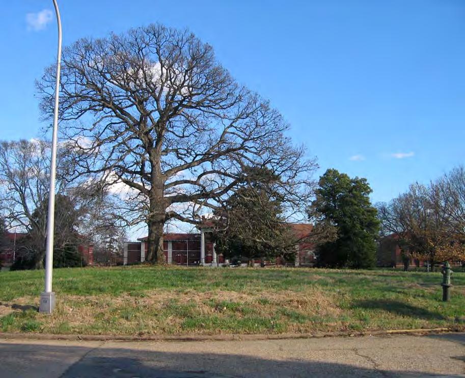 Figure VI.18: Large oaks and southern magnolias grow in open turf grass lawns in Unit 2 at St. Elizabeths Hospital.