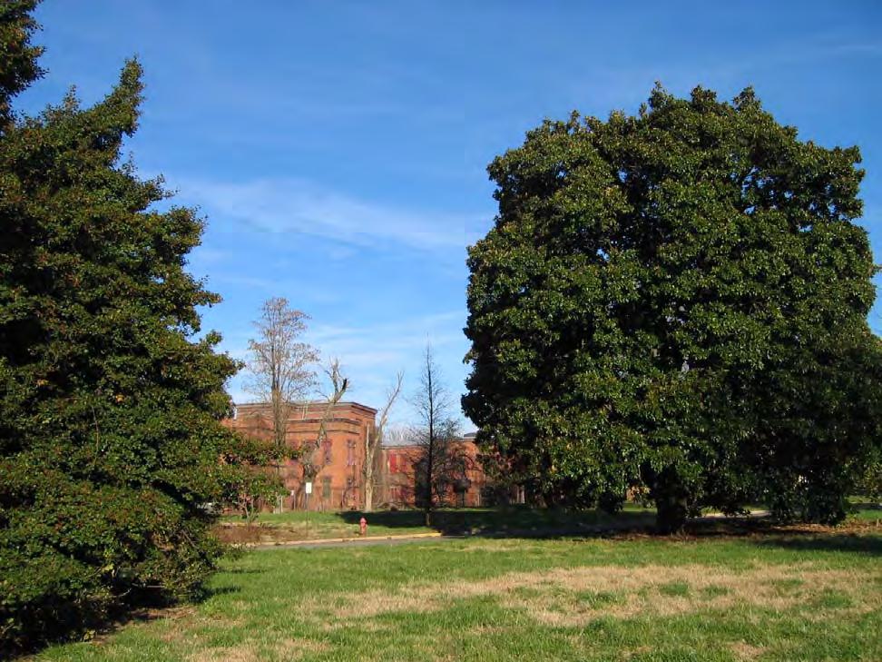 Figure VI.21: A mature southern magnolia stands on the right side with an American holly tree in the left foreground of the image.