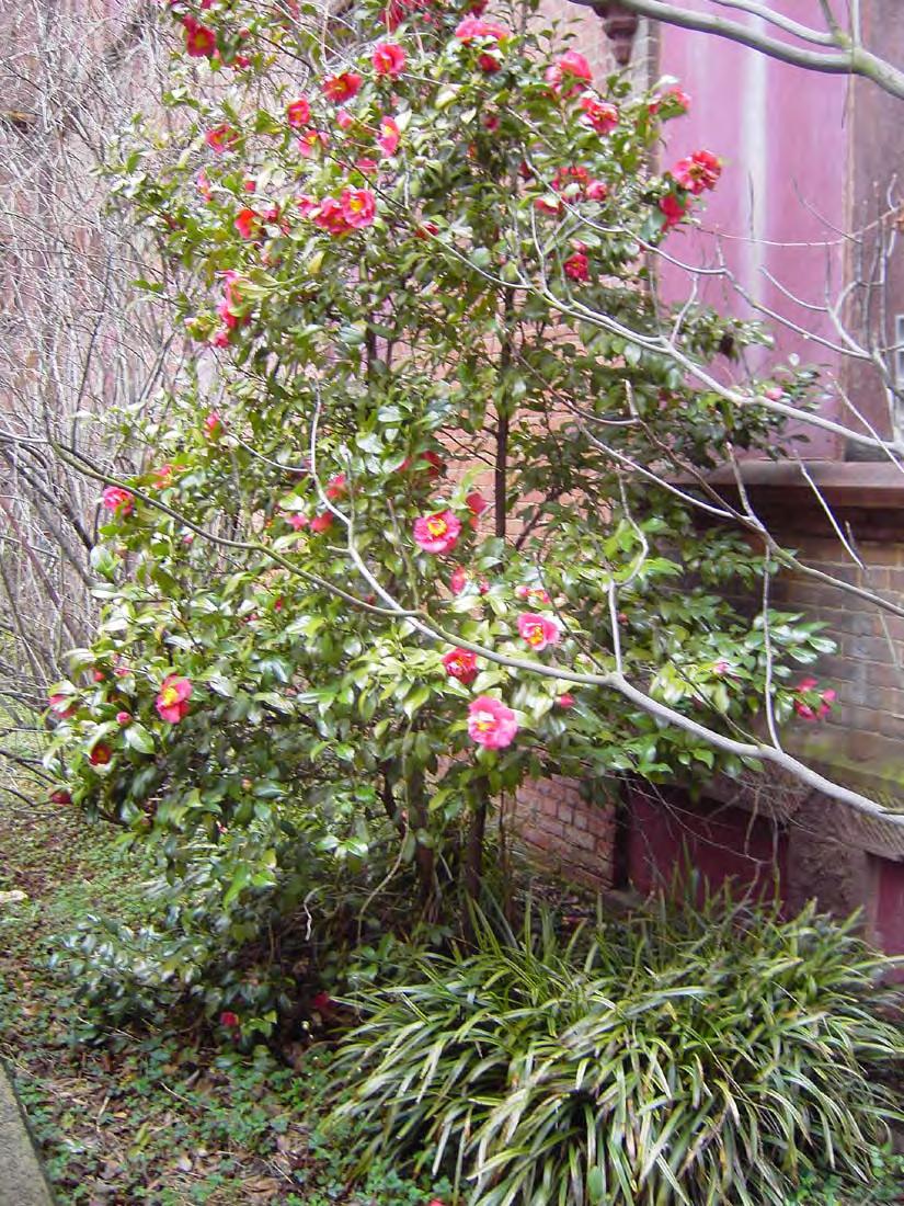 Figure VI.23: Camellia shrub in a courtyard of the Main Building.