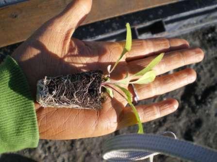 Species grown included sulfur buckwheat (Eriogonum umbellatum) and one-flower sunflower (Helianthella