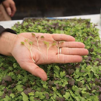 Micro-greens Seed to Plate: 14-21 Days Supplies: Growing container, potting or seed starting mix, water, light source, seeds of choice* General Care: Typically grown in trays indoors or outdoors.