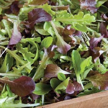 Salad Mix Seed to Plate: 28-35 Days Supplies: Growing container and seed starting mix (indoors) -OR- soil (outdoors), water, light source, seeds of choice* General Care (Indoors): Fill