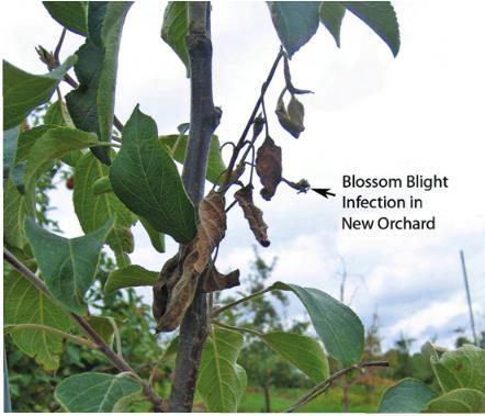 Fire Blight Management: Cankers Prune out fire blight cankers Large cankers in main scaffold/trunk: can t prune Small cankers: Prune 6-12 from canker margin into