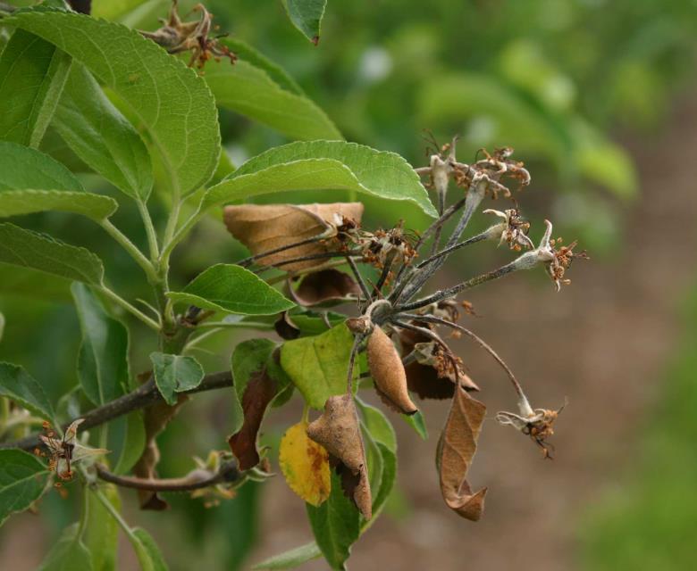 Blossom Blight Management Blossom blight application timing Pre-bloom timings for biopesticides All antibiotics & biopesticides @