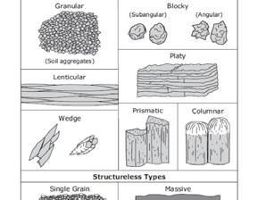 Structure Types Formed by roots