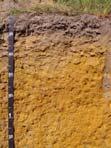 soils Forest= light colored and