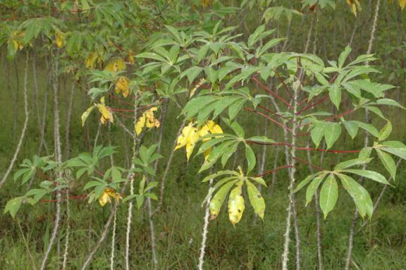 As the cassava nears maturity there is a marked yellowing of the leaves. Ideally the stems are cut leaving about 12-18 inches above the ground.