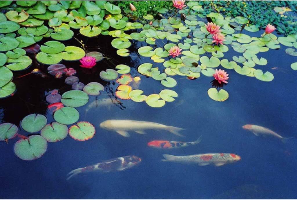 .. Hot Weather Pond Tips... The source for these tips is an article by Ray Jordan of the Atlanta Koi Club.