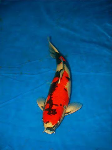 the Ochiba Shigure won for the most unique- Koi at the show in 2009, and is estimated at $5000.