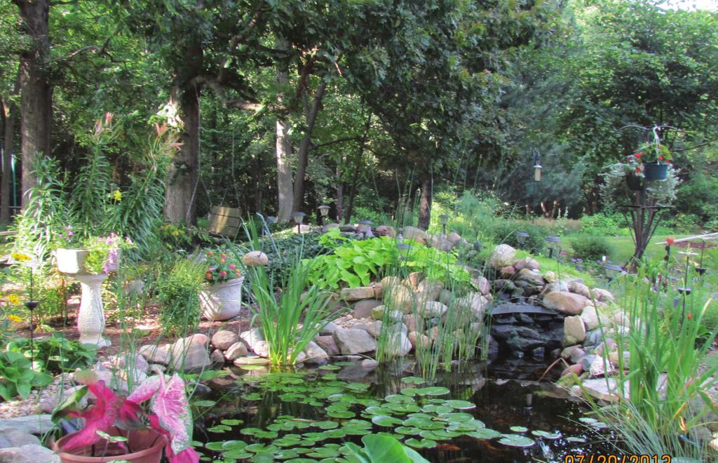 Summer Time Pond Tips Remember to continue fertilizing your plant. Remove dead foliage. The leaves of plants will yellow and brown as they age. When this happens,it is best to cut them off.