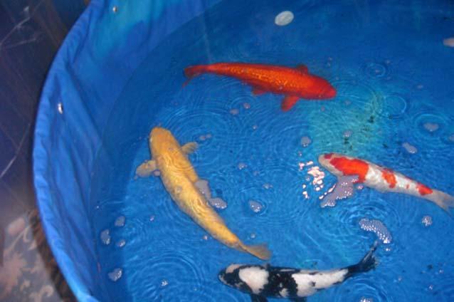 A tank (above) of some of the beautiful koi at the