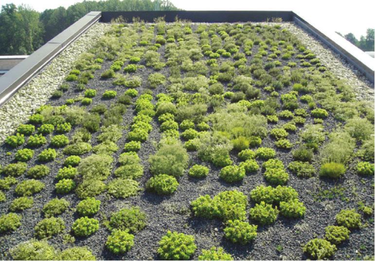 Green Roofs: Green roofs are vegetated roofs with soil amendment that help to treat runoff at its source. Green roofs also help to improve air quality.