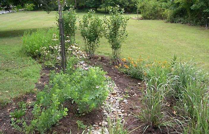 PHOTO CREDIT: AMANDA ROCKLER Conservation landscaping is a type of landscaping that replaces lawn with native plants.