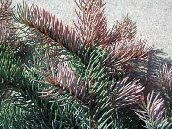 The loss of water kills the cells, and the foliage turns red or brown from the tip down often with have dark bands where the dessication stopped and started.
