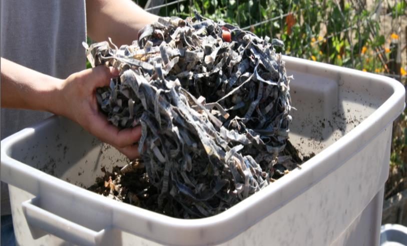 Worm Bedding Bedding is a food source and an environment Suggested bedding materials Shredded