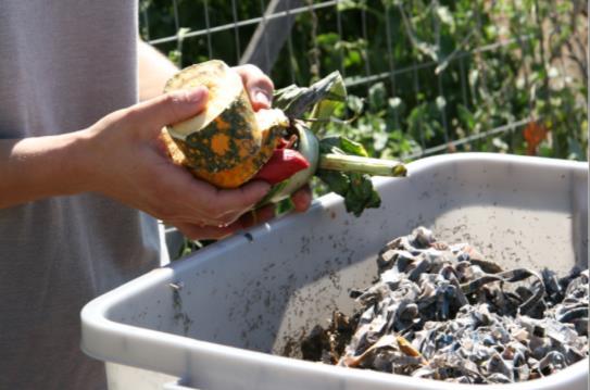 Worm Composting Ideal for apartments, small places Only for