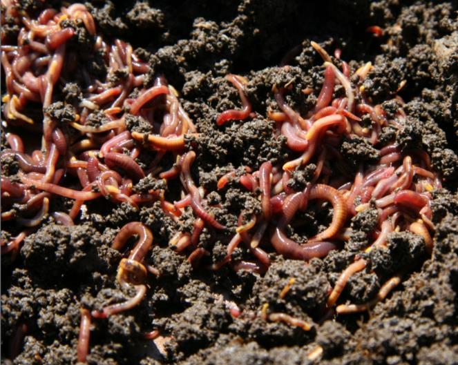 Composting Worms Red wigglers Eisenia foetida or Lumbricus rubellis Locally available City of Davis Public Works ($5) Call first