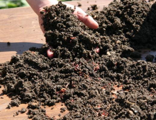 upper layer Worms dig down to avoid