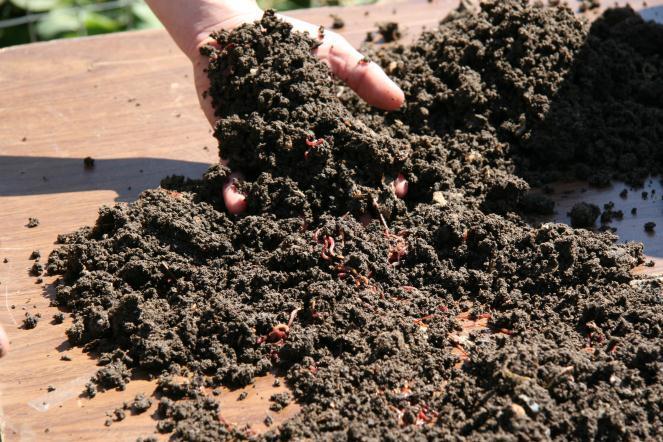 Using worm compost Dry it out in the sun and cure it first Caution: seeds remain