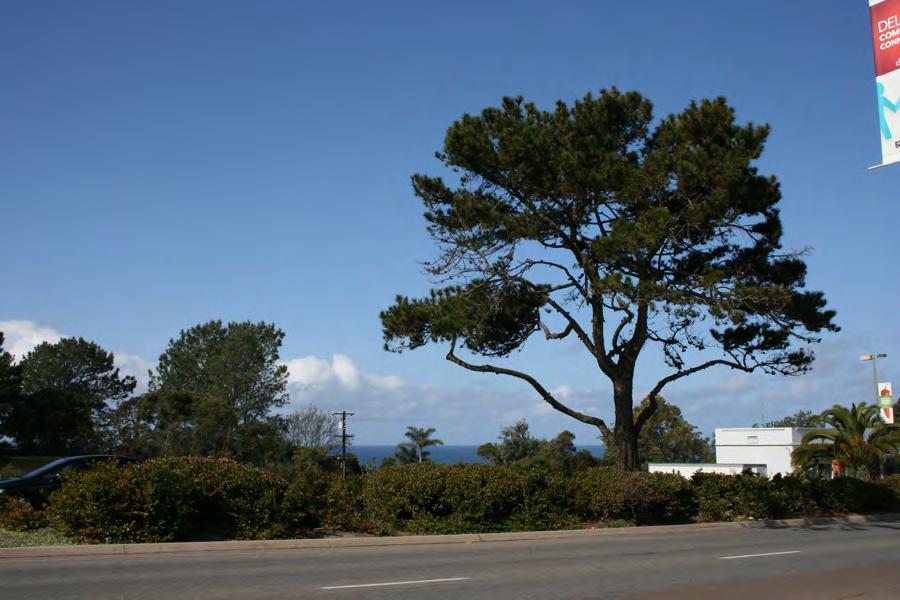 There are a diverse collection of street trees in the Village Plan area, including Eucalyptus species, and Monterey Pines and Torrey Pines along Camino del Mar in the medians and throughout the