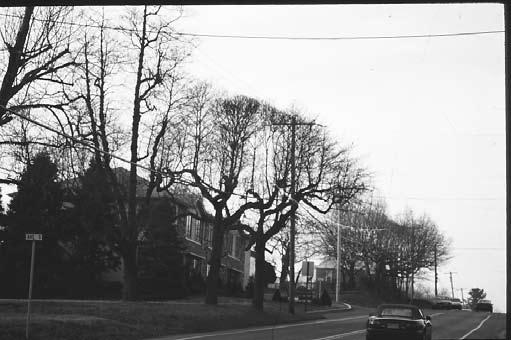 Some trees will appear to be disfigured by the pruning practices of utility companies (Fig. 5 and Fig. 6).