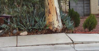Planting too close to a building and sidewalk can cause damage, be a safety hazard or interfere with plant growth (Figure 7). Figure 7. Here is a large Eucalyptus root lifting the sidewalk.