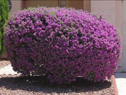 maintain a small shape (Figure 21). It ignores the graceful lines of most shrubs, which tend to be round.